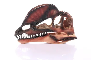  Öğretim Araçları taç kemik lider katı model dinozor kafatası modeli Cadılar Bayramı partisi dekorasyon ücretsiz kargo modu